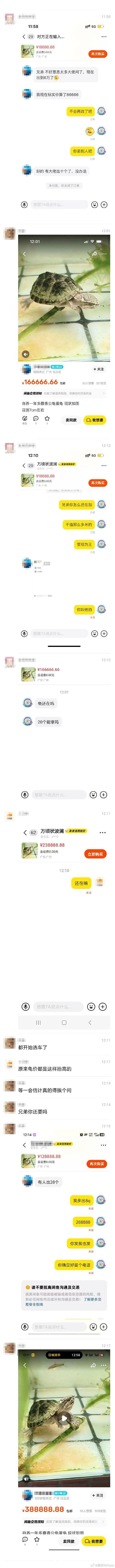 这只8888万的乌龟,像不像你被套牢的股票和房产(组图) - 8
