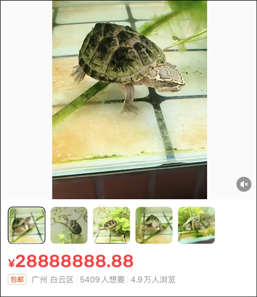 这只8888万的乌龟,像不像你被套牢的股票和房产(组图) - 14