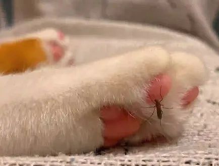 【宠物】小姐姐半夜12点托举猫屁股让猫打蚊子，结果…哈哈哈哈哈！网友：慈母多败咪（组图） - 13