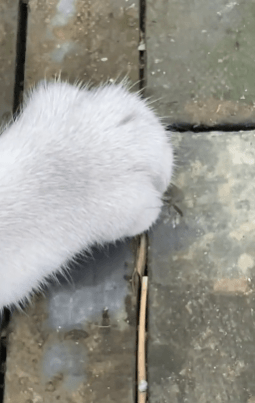 【宠物】小姐姐半夜12点托举猫屁股让猫打蚊子，结果…哈哈哈哈哈！网友：慈母多败咪（组图） - 16