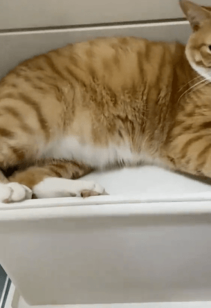 【宠物】小姐姐半夜12点托举猫屁股让猫打蚊子，结果…哈哈哈哈哈！网友：慈母多败咪（组图） - 15
