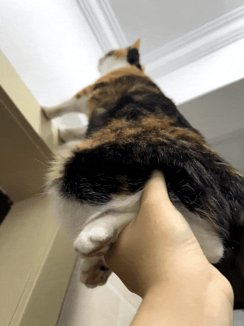 【宠物】小姐姐半夜12点托举猫屁股让猫打蚊子，结果…哈哈哈哈哈！网友：慈母多败咪（组图） - 3