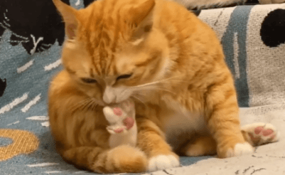 【宠物】小姐姐半夜12点托举猫屁股让猫打蚊子，结果…哈哈哈哈哈！网友：慈母多败咪（组图） - 14