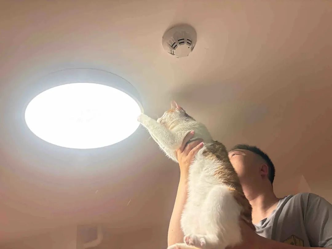 【宠物】小姐姐半夜12点托举猫屁股让猫打蚊子，结果…哈哈哈哈哈！网友：慈母多败咪（组图） - 5