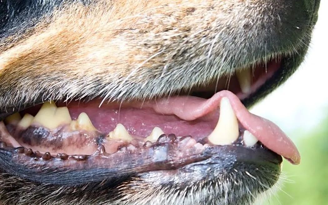 恶犬伤人惊悚细节曝光!男子惨遭攻击几近截肢!狗主人被定罪!(组图) - 1
