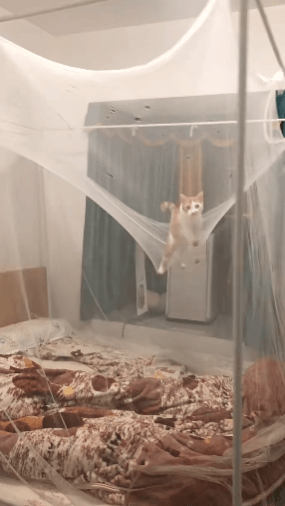 【宠物】小姐姐半夜12点托举猫屁股让猫打蚊子，结果…哈哈哈哈哈！网友：慈母多败咪（组图） - 19
