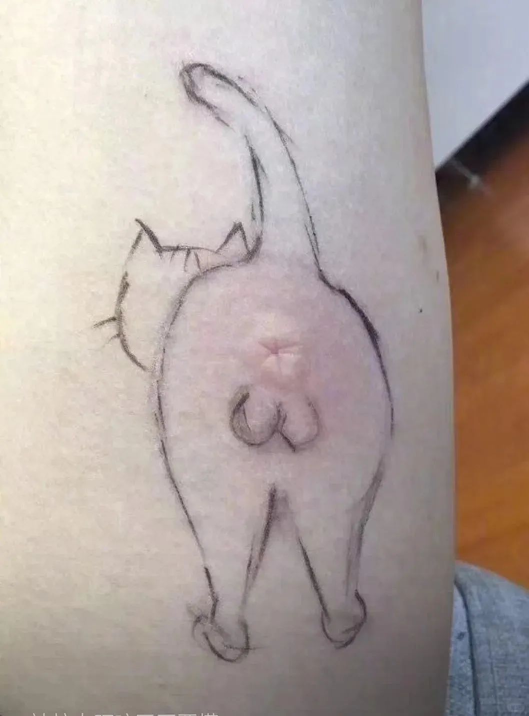 【宠物】小姐姐半夜12点托举猫屁股让猫打蚊子，结果…哈哈哈哈哈！网友：慈母多败咪（组图） - 18