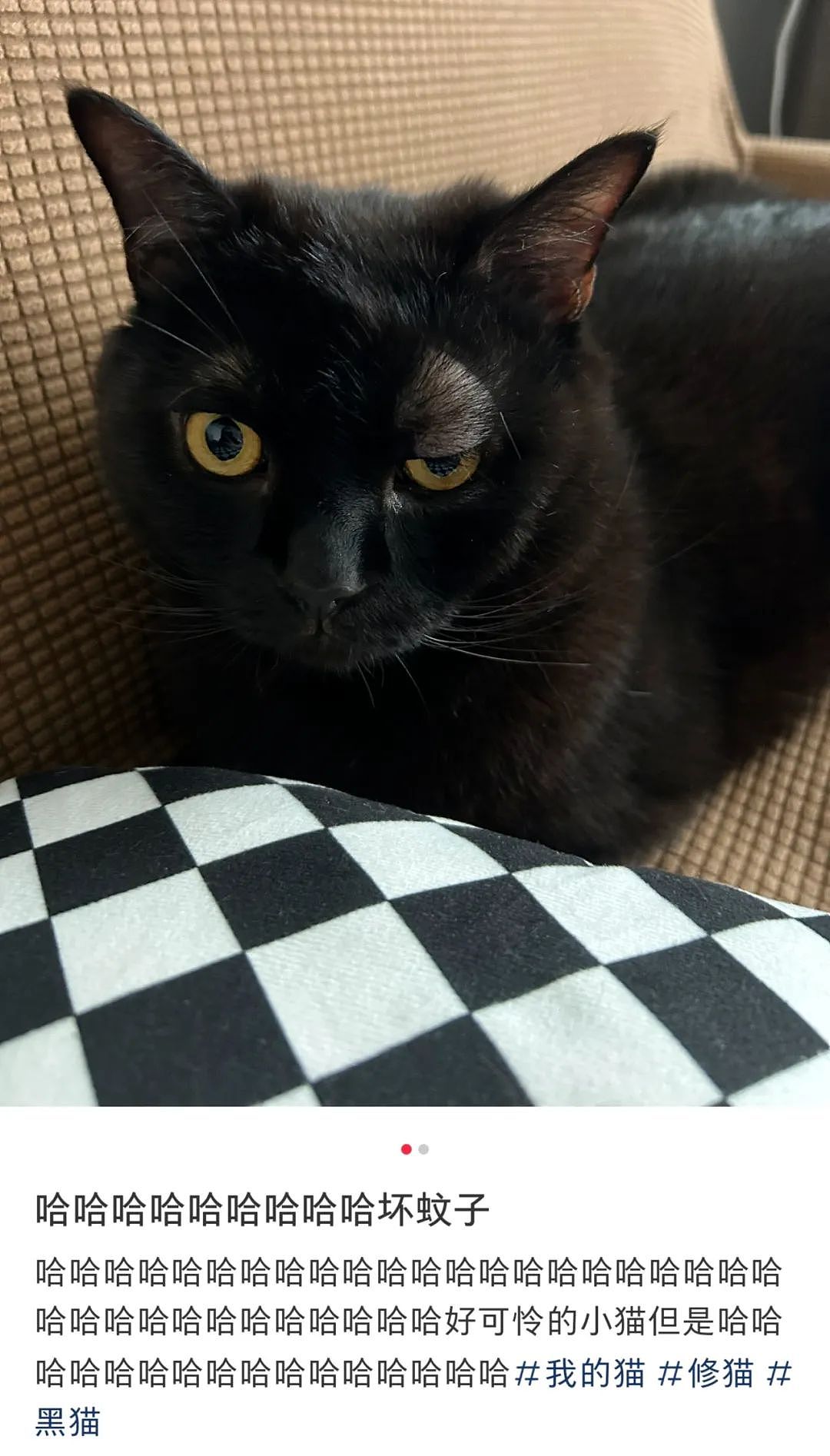 【宠物】小姐姐半夜12点托举猫屁股让猫打蚊子，结果…哈哈哈哈哈！网友：慈母多败咪（组图） - 12