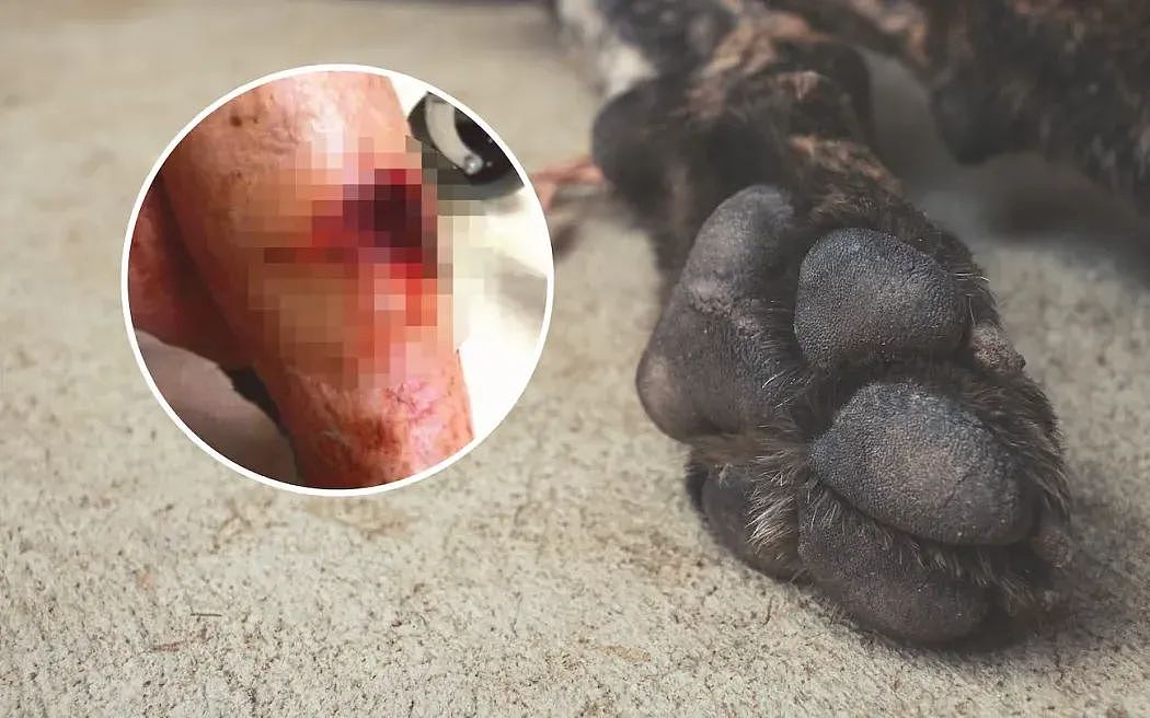 恶犬伤人惊悚细节曝光!男子惨遭攻击几近截肢!狗主人被定罪!(组图) - 2