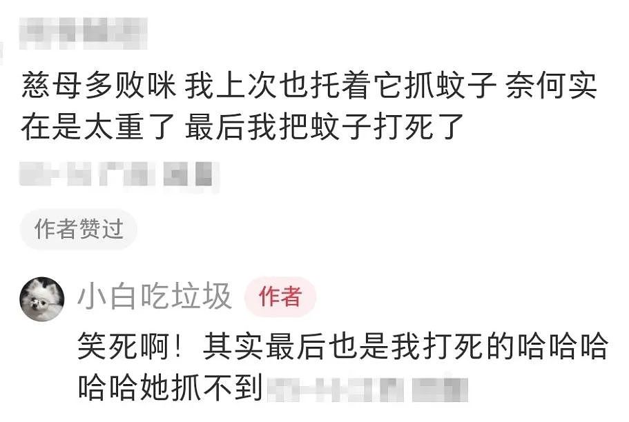 【宠物】小姐姐半夜12点托举猫屁股让猫打蚊子，结果…哈哈哈哈哈！网友：慈母多败咪（组图） - 8