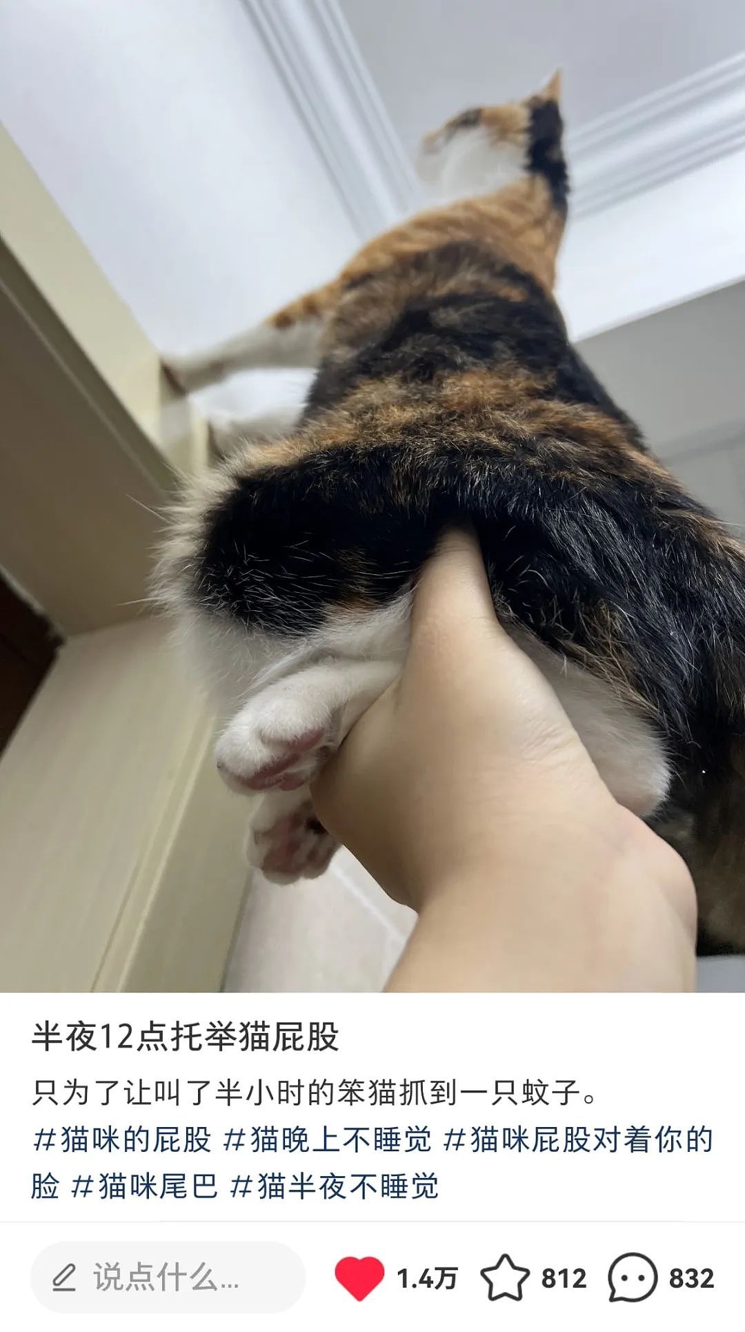 【宠物】小姐姐半夜12点托举猫屁股让猫打蚊子，结果…哈哈哈哈哈！网友：慈母多败咪（组图） - 2