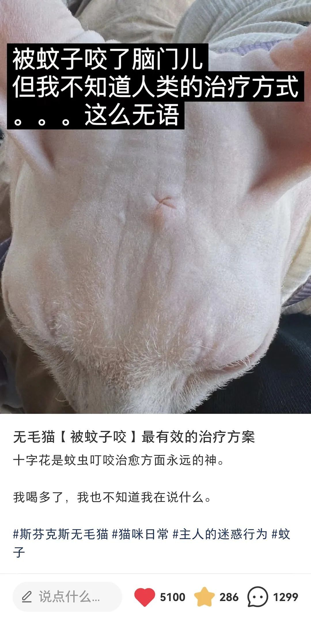 【宠物】小姐姐半夜12点托举猫屁股让猫打蚊子，结果…哈哈哈哈哈！网友：慈母多败咪（组图） - 17
