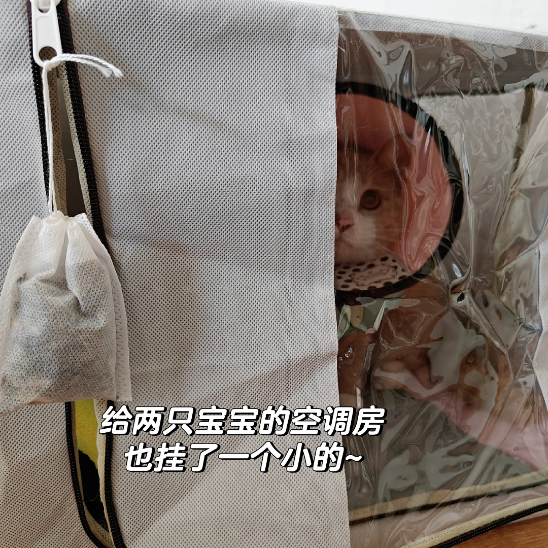 【宠物】小姐姐半夜12点托举猫屁股让猫打蚊子，结果…哈哈哈哈哈！网友：慈母多败咪（组图） - 25