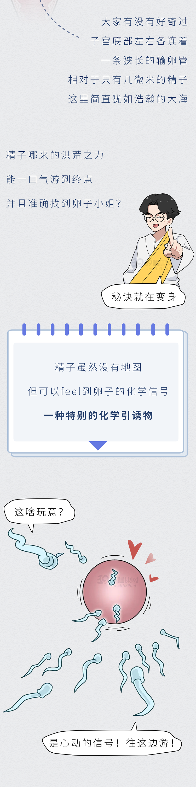 【两性】精子进入女性体内的24小时，都发生了什么（组图） - 3