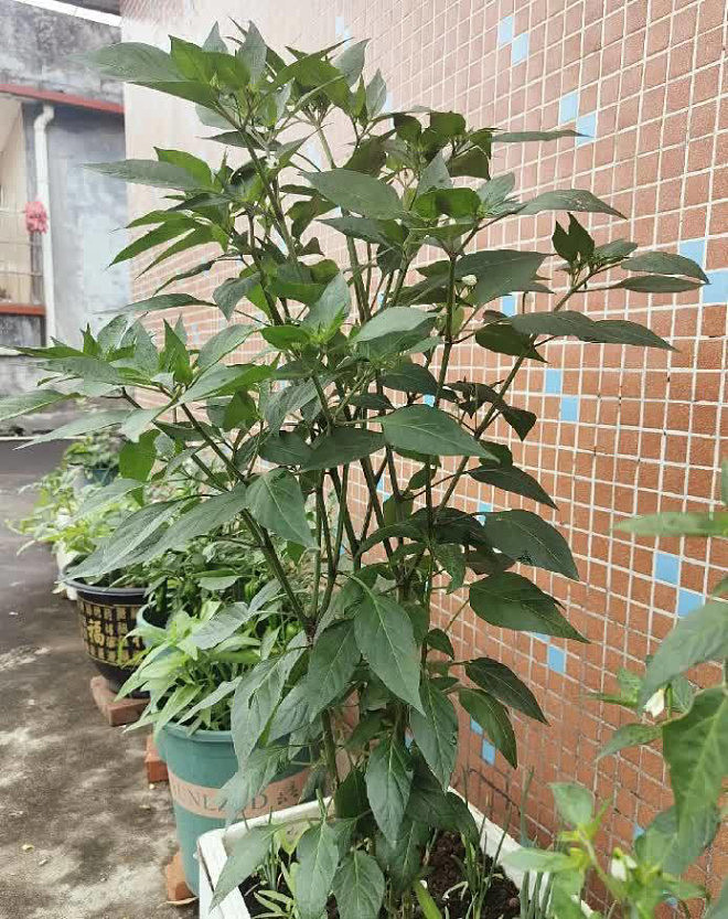 女子因把“辣椒养成树”走红！随吃随摘，网友狂赞（组图） - 2