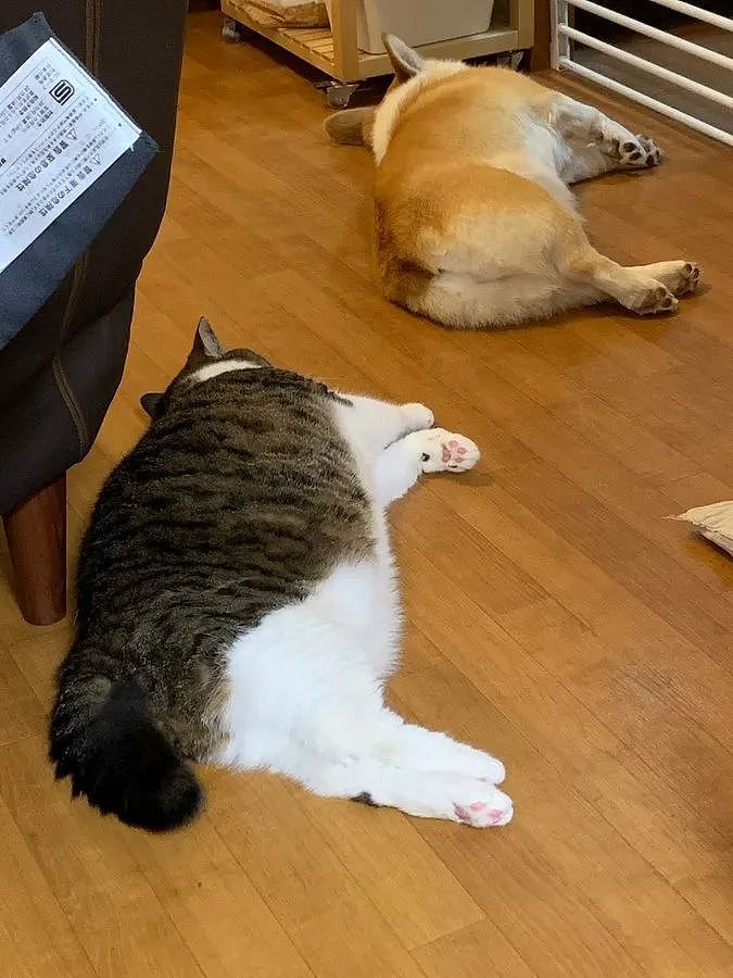 【宠物】女子在猫面前假装打老公，没想到猫马上加入，猫：妈，让我来，我劲儿大（组图） - 16