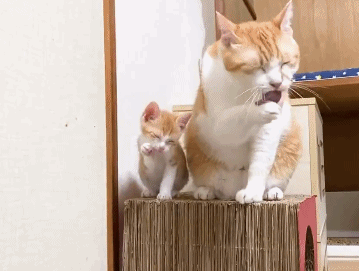 【宠物】女子在猫面前假装打老公，没想到猫马上加入，猫：妈，让我来，我劲儿大（组图） - 14