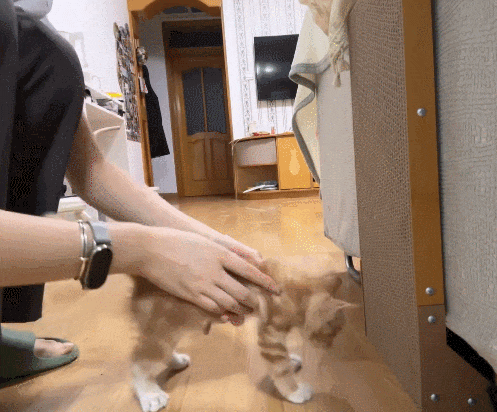 【宠物】女子在猫面前假装打老公，没想到猫马上加入，猫：妈，让我来，我劲儿大（组图） - 12