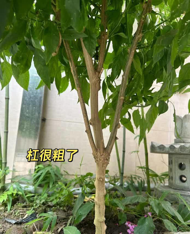 女子因把“辣椒养成树”走红！随吃随摘，网友狂赞（组图） - 1