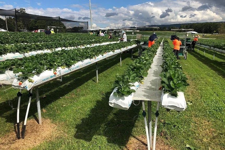 “吃不起了!”澳洲这两种常见水果价格暴涨,每公斤甚至高达78.4刀!(组图) - 5