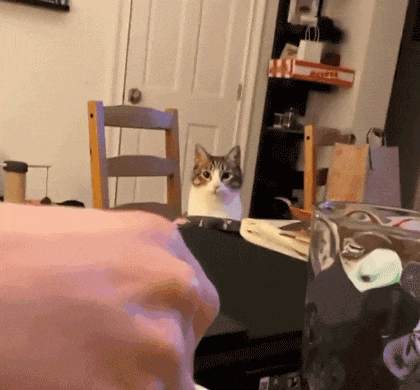 【宠物】女子在猫面前假装打老公，没想到猫马上加入，猫：妈，让我来，我劲儿大（组图） - 8