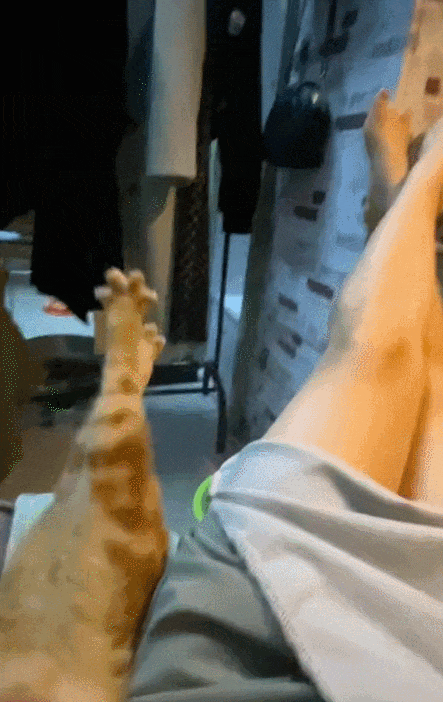 【宠物】女子在猫面前假装打老公，没想到猫马上加入，猫：妈，让我来，我劲儿大（组图） - 6