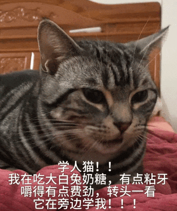 【宠物】女子在猫面前假装打老公，没想到猫马上加入，猫：妈，让我来，我劲儿大（组图） - 7
