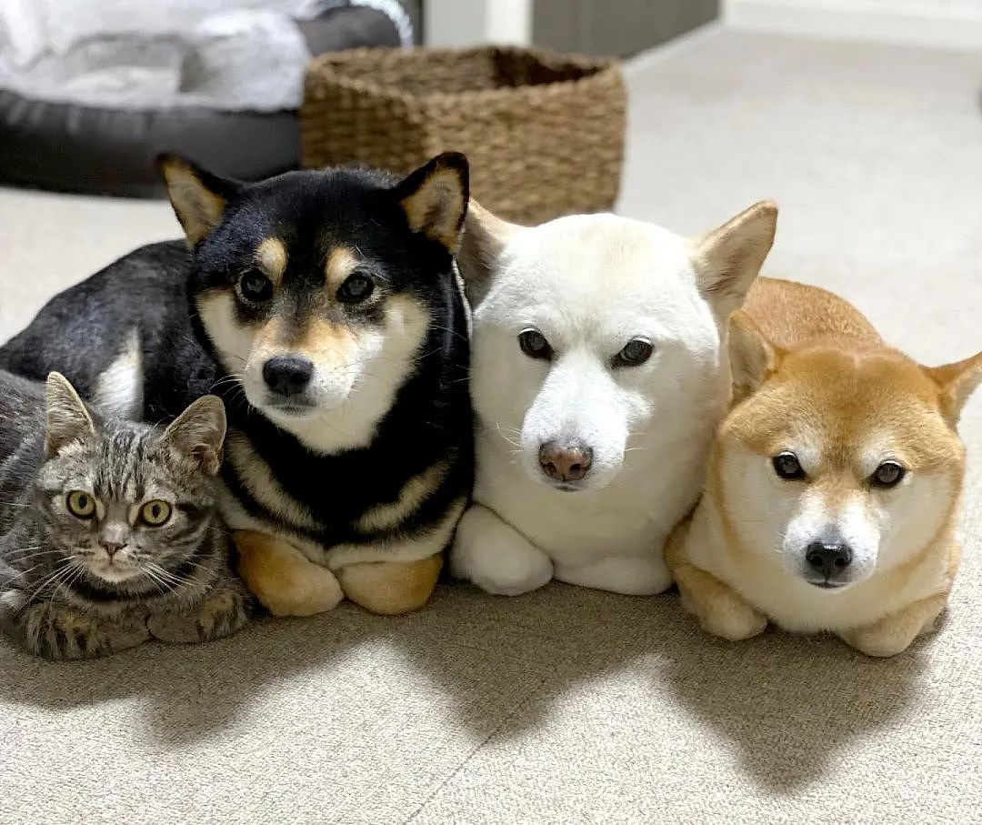 【宠物】女子在猫面前假装打老公，没想到猫马上加入，猫：妈，让我来，我劲儿大（组图） - 15