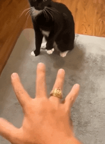 【宠物】女子在猫面前假装打老公，没想到猫马上加入，猫：妈，让我来，我劲儿大（组图） - 5