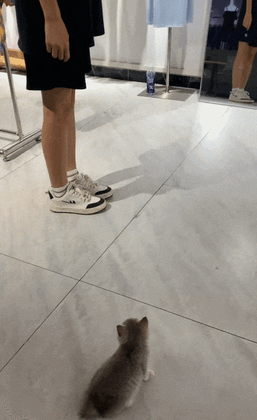 【宠物】女子在猫面前假装打老公，没想到猫马上加入，猫：妈，让我来，我劲儿大（组图） - 3