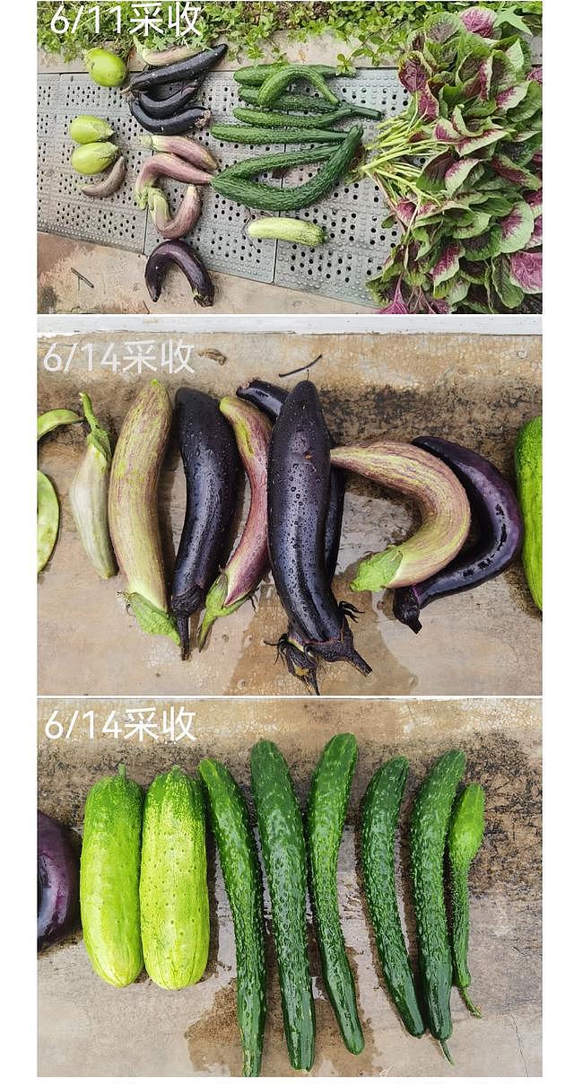 白天格子间打工，周末当农民，上海年轻人爱上租地种菜（组图） - 2