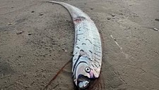 地震来袭？2.7米“末日鱼”惊现澳洲海滩，专家紧急发声（图）