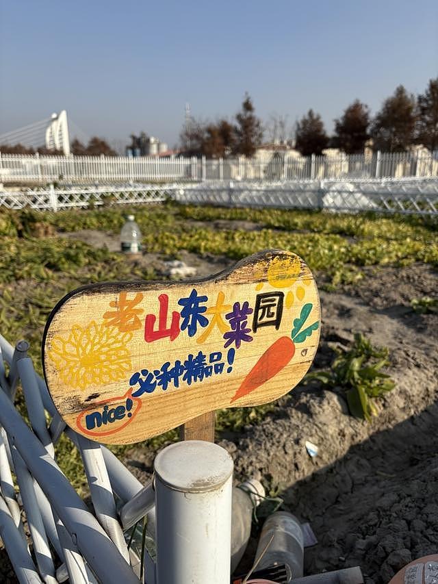 白天格子间打工，周末当农民，上海年轻人爱上租地种菜（组图） - 5