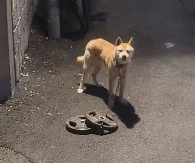 【宠物】狗狗被遗弃山中，脖子拖着30公斤杠铃片，艰难下山终于获救（组图） - 3