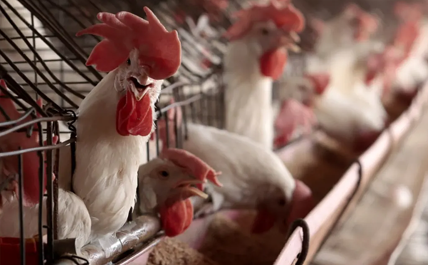 H5N1即将来袭:新西兰做好准备;全球485种鸟类和48种哺乳动物受影响;有机乳制品制造商进入清算(组图) - 3