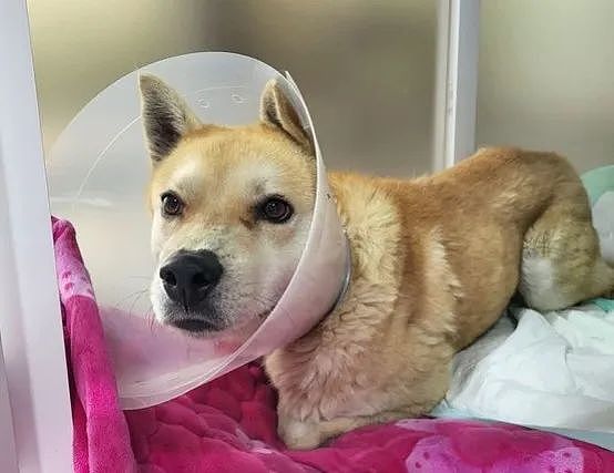 【宠物】狗狗被遗弃山中，脖子拖着30公斤杠铃片，艰难下山终于获救（组图） - 5