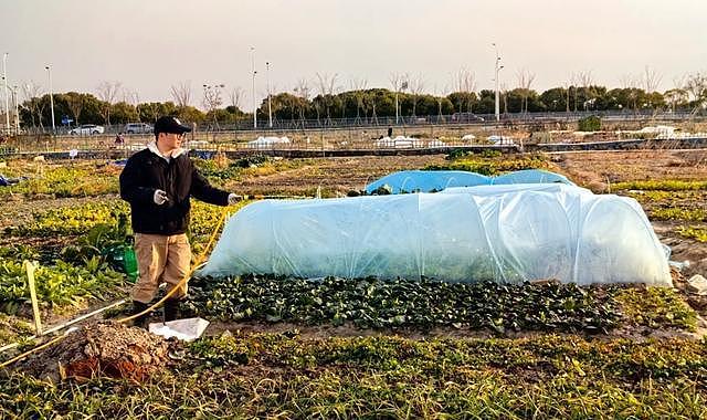 白天格子间打工，周末当农民，上海年轻人爱上租地种菜（组图） - 4