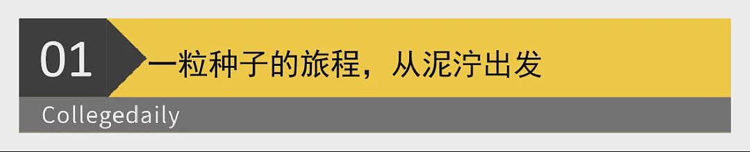 泪目!袁隆平墓前,非洲留学生带来一袋非洲大米(组图) - 2