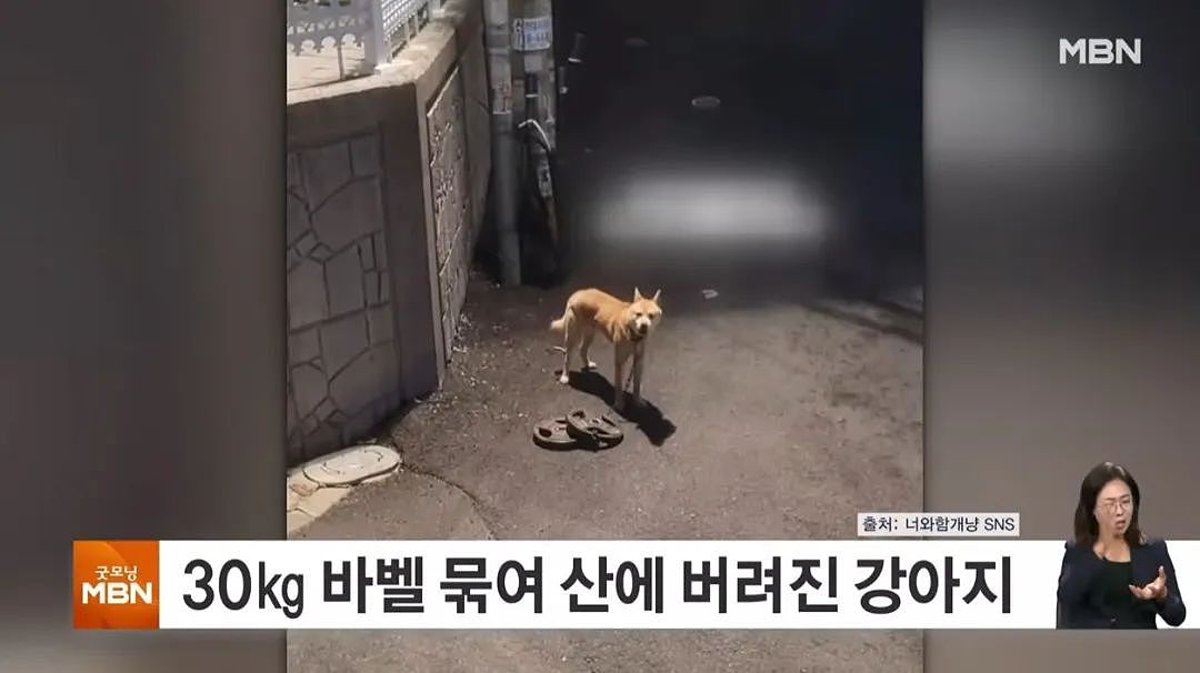 【宠物】狗狗被遗弃山中，脖子拖着30公斤杠铃片，艰难下山终于获救（组图） - 1