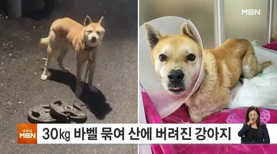 【宠物】狗狗被遗弃山中，脖子拖着30公斤杠铃片，艰难下山终于获救（组图） - 9