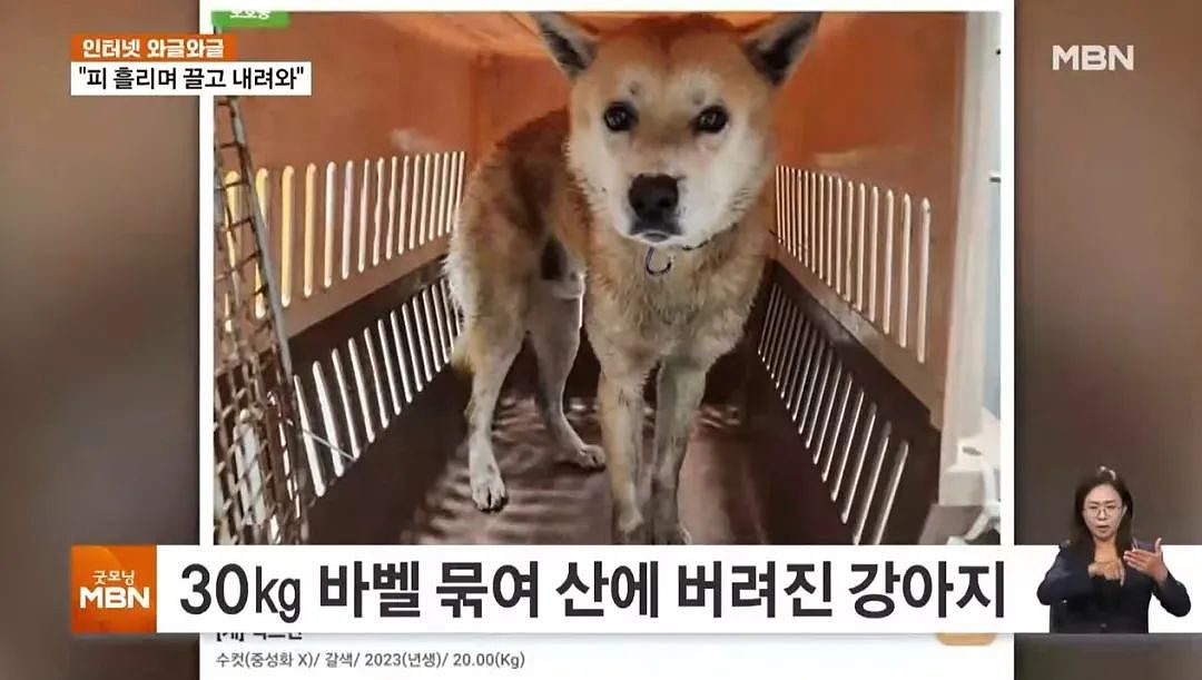 【宠物】狗狗被遗弃山中，脖子拖着30公斤杠铃片，艰难下山终于获救（组图） - 4