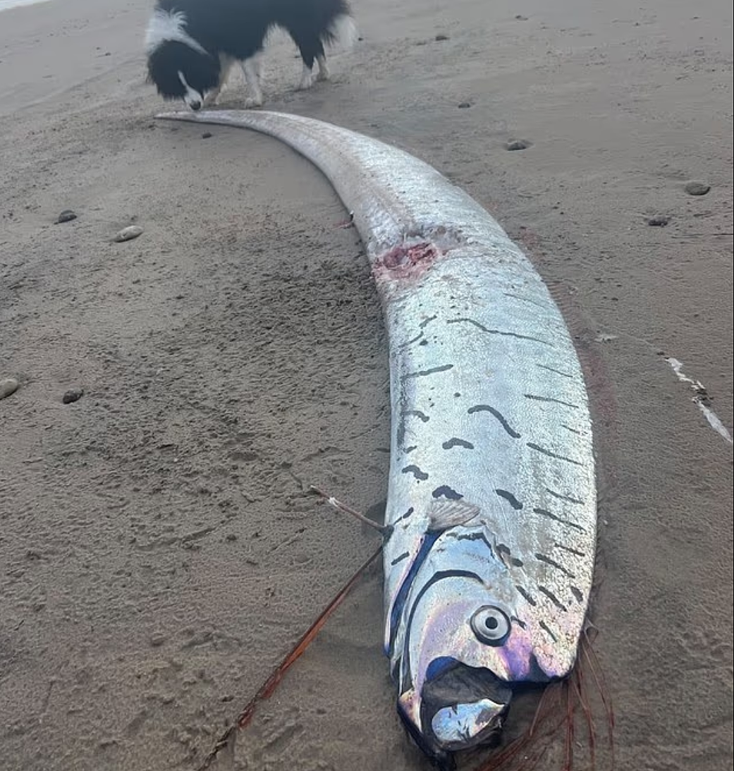 灾难前兆？！新西兰和澳洲海岸一周内3条末日鱼现身，日本大地震前曾频繁出现，科学家紧急发声！（组图） - 2
