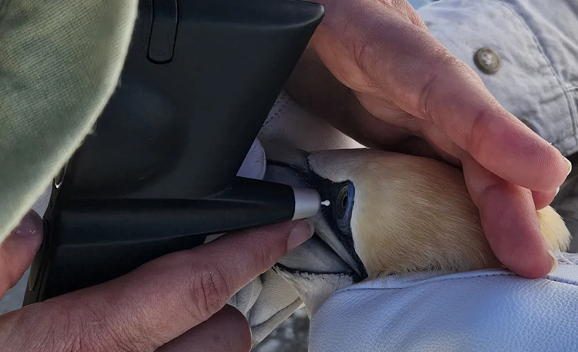 H5N1即将来袭:新西兰做好准备;全球485种鸟类和48种哺乳动物受影响;有机乳制品制造商进入清算(组图) - 9