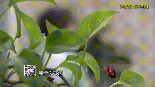 女硕士被“复旦医学博士”骗情骗财,还被骗取卵(视频/组图) - 5