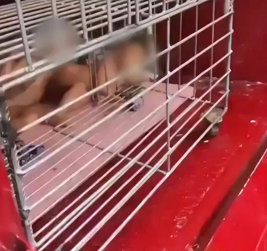 网友炸锅！海南街头多名小孩赤身裸体被关铁笼！遛弯大爷发现后连忙报警，实情让人心痛（视频/组图） - 2