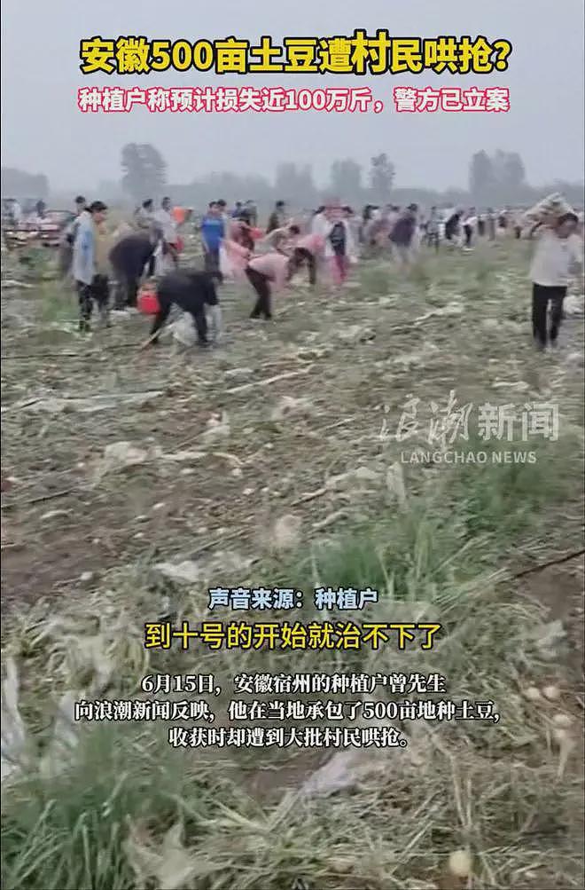 100万斤土豆被哄抢后续:种植户更新动态,不知自己已经谅解村民(视频/组图) - 4