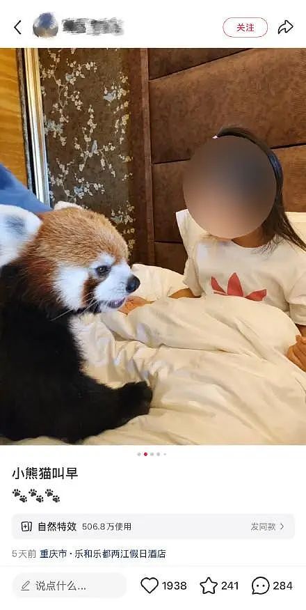 重庆一酒店小熊猫叫早服务引争议!“住客可与其互动,一晚房价2、3千元”,当地林业局回应(组图) - 1