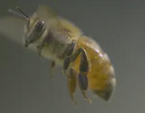 身家百亿的富豪被蜜蜂蛰死了!享年53岁,引全网惋惜,生命太脆弱(组图) - 4