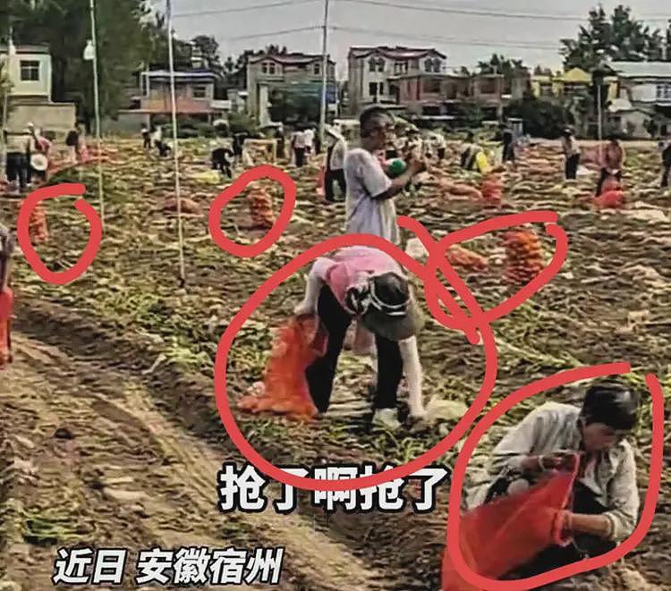 100万斤土豆被哄抢后续:种植户更新动态,不知自己已经谅解村民(视频/组图) - 1