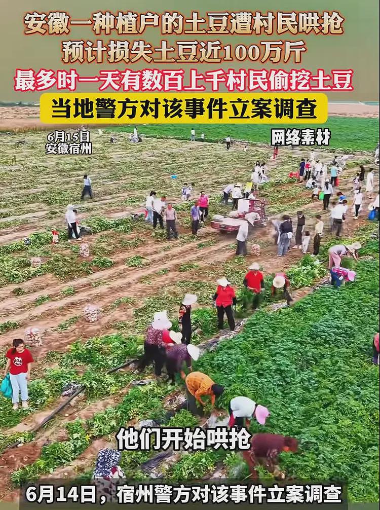 100万斤土豆被哄抢后续:种植户更新动态,不知自己已经谅解村民(视频/组图) - 10